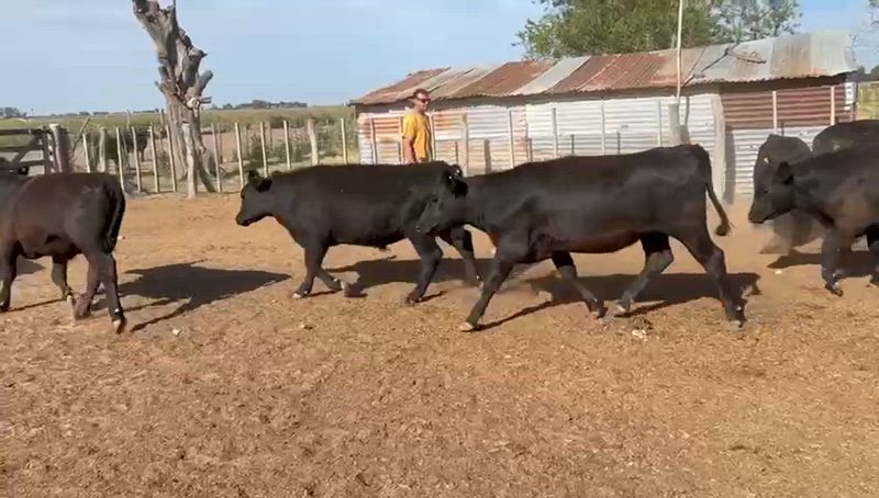 50 Novillitos y Vaquillonas