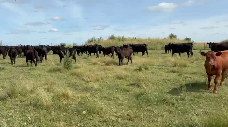 100 Terneros y Terneras