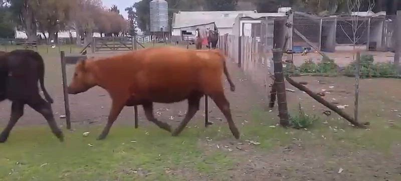 35 Vacas de invernada