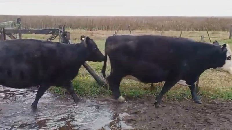 35 Vacas preñadas