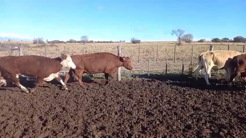 70 Vacas CUT Preñadas