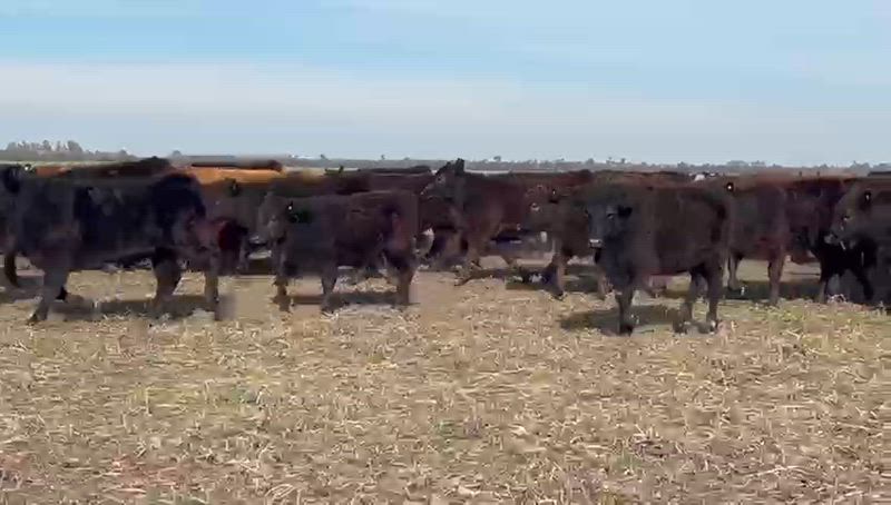 185 Terneros y Terneras
