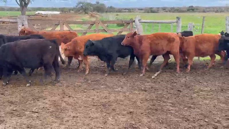 70 Terneros y Terneras