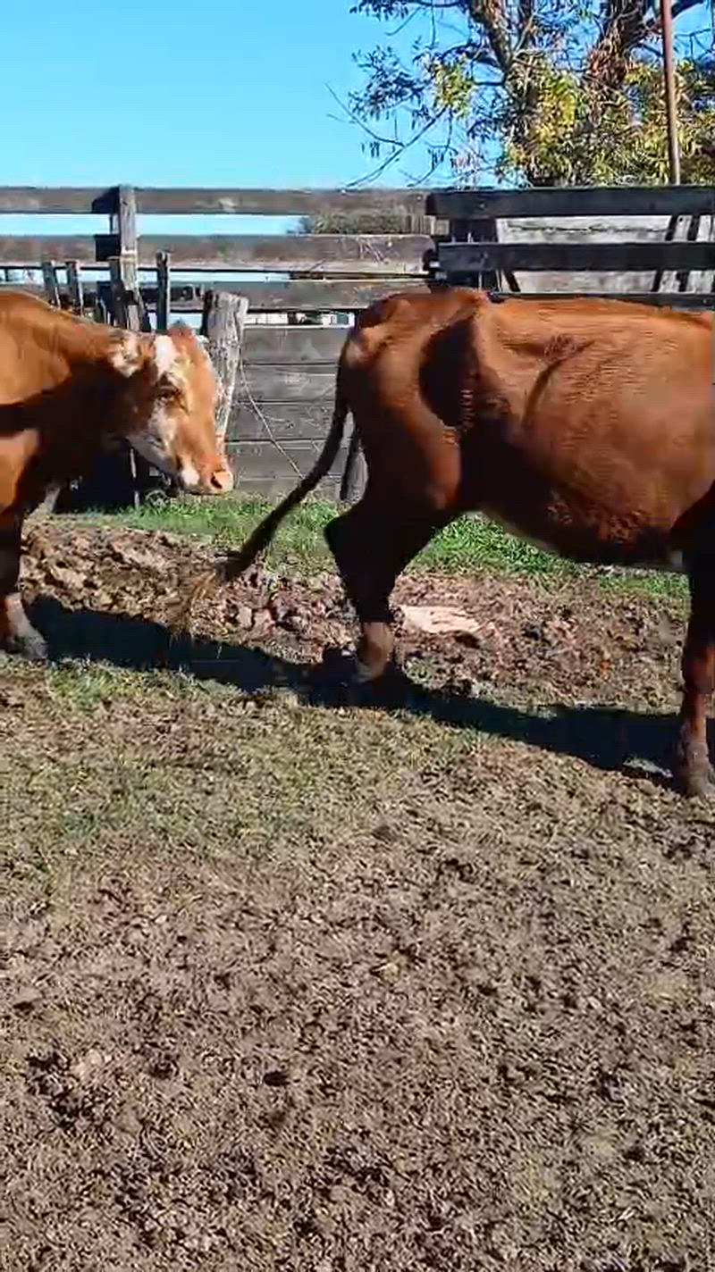 60 Vacas de invernada