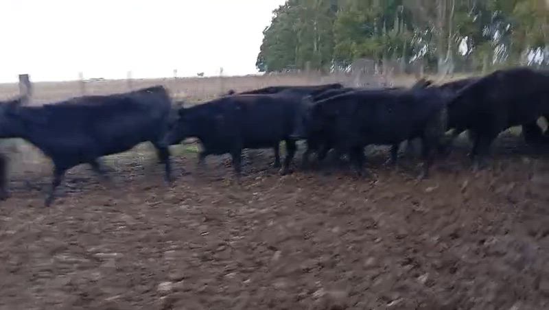 80 Vaquillonas para madre