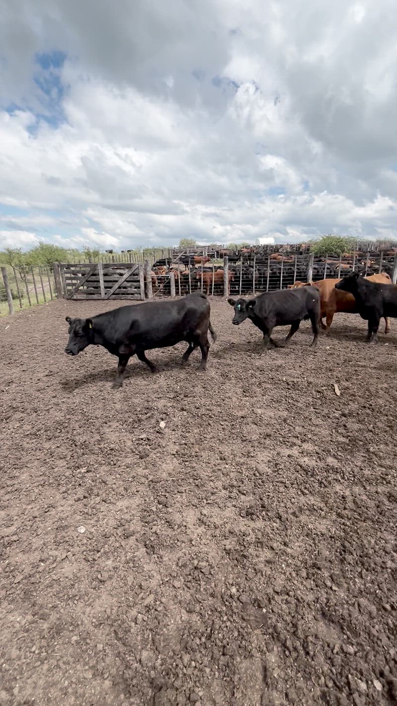 35 Vacas de invernada