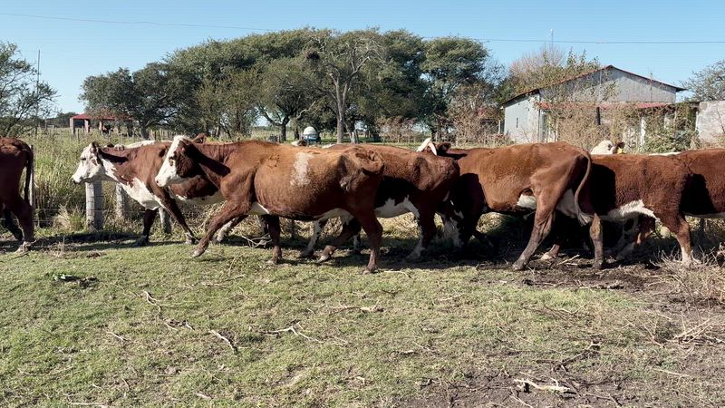 35 Vacas CUT Preñadas