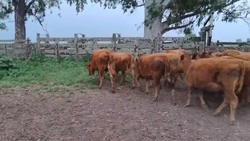 70 Terneros y Terneras