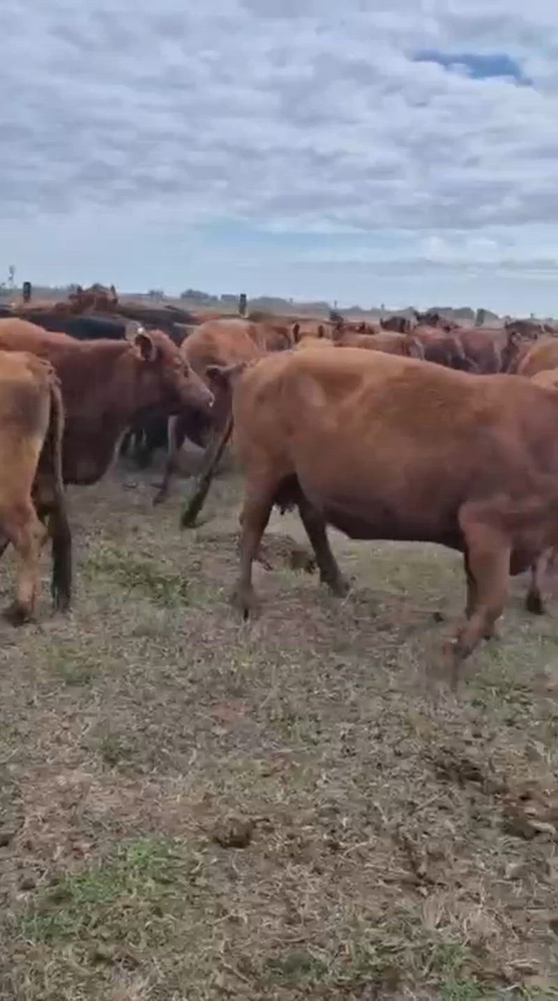 70 Vacas preñadas