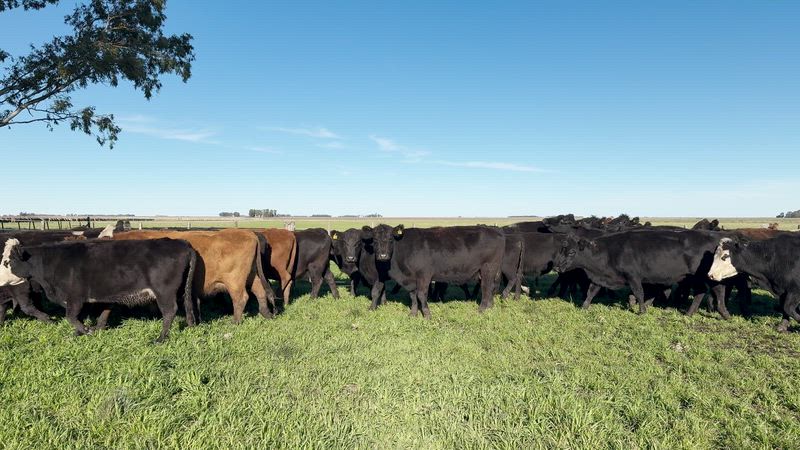 30 Vacas preñadas