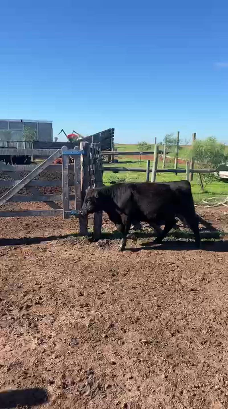 45 Terneros y Terneras