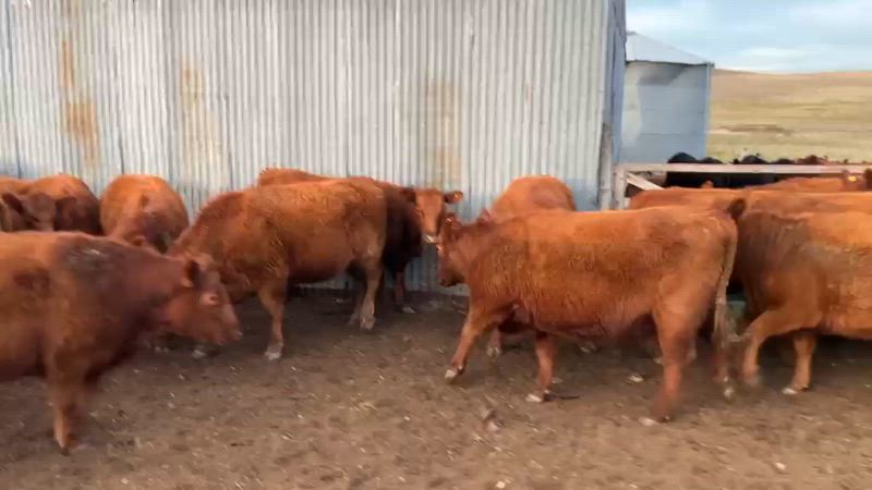70 Vaquillonas Preñadas