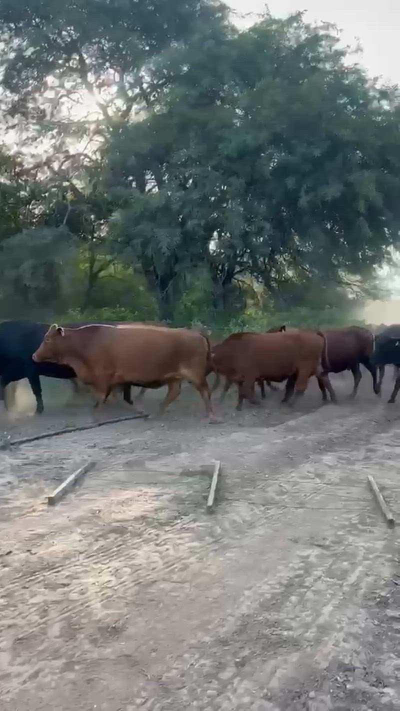 50 Vacas preñadas