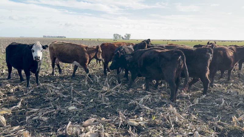 25 Vacas CUT con cría