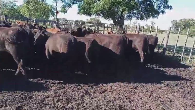 50 Vaquillonas para madre