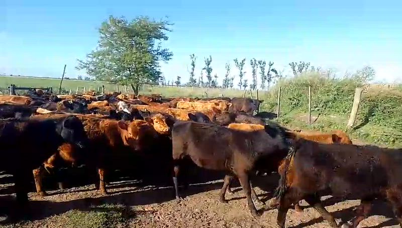 65 Terneros y Terneras