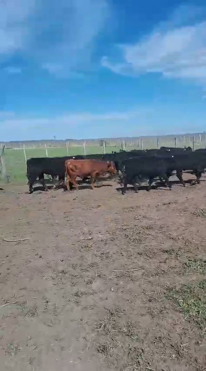 65 Terneros y Terneras