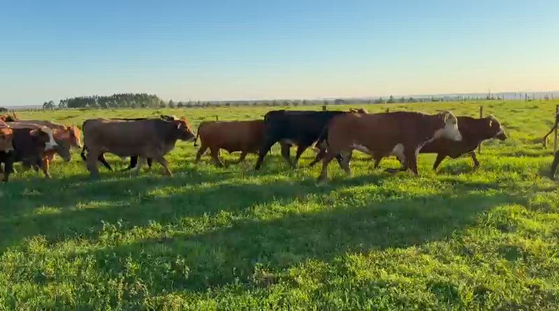 35 Vacas preñadas