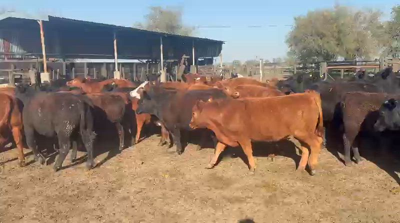 55 Novillitos y Vaquillonas
