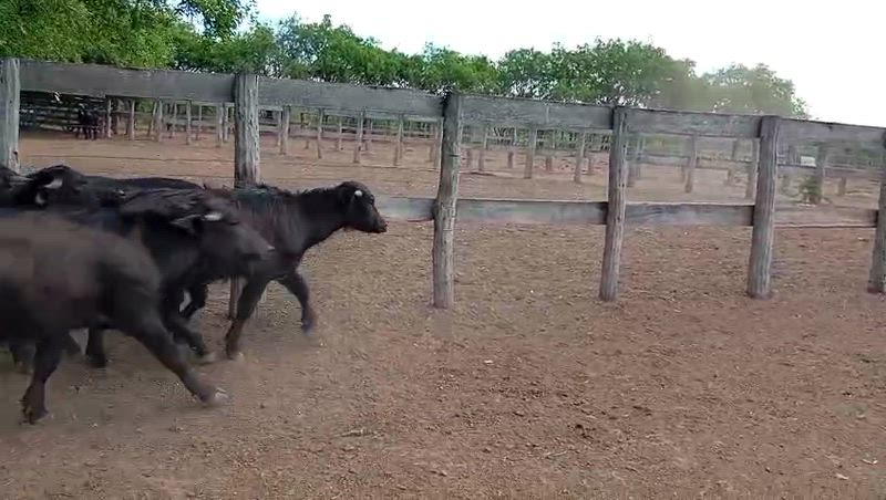 100 Terneros y Terneras