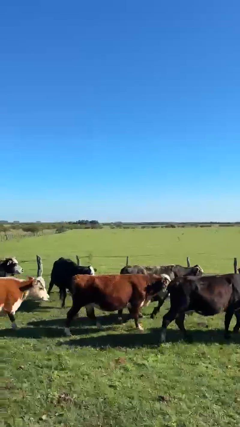 35 Vacas CUT con cría