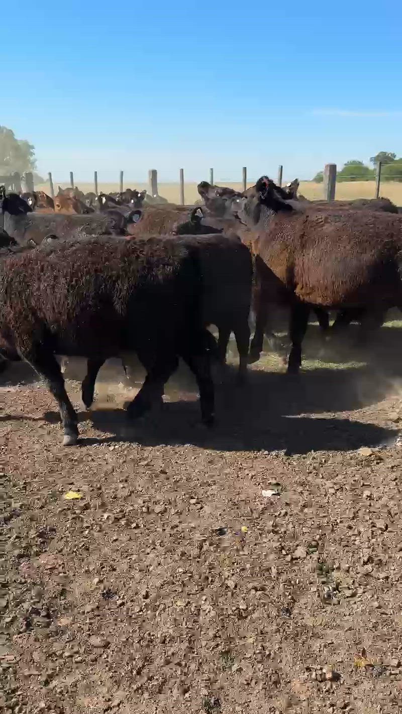 65 Terneros y Terneras