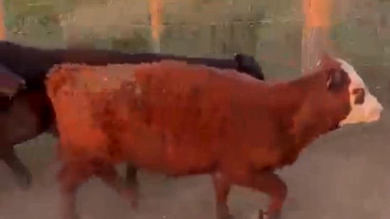 70 Terneros y Terneras