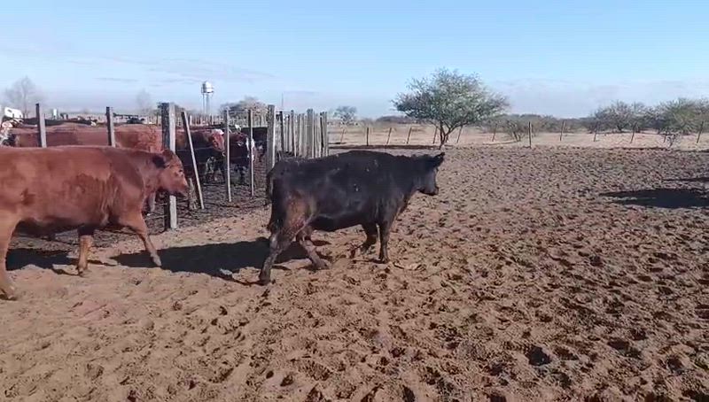 170 Vacas preñadas