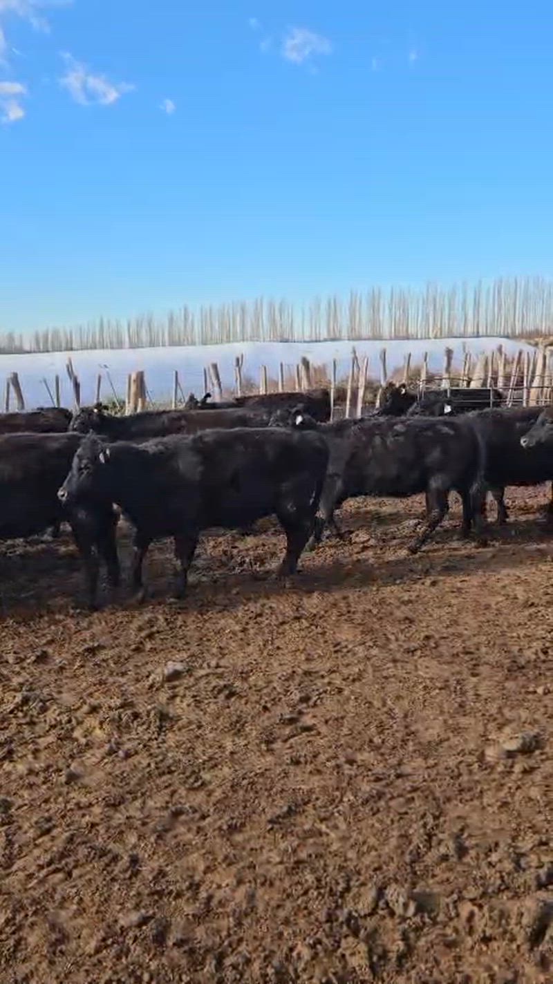 90 Terneros y Terneras