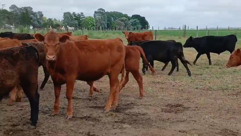 100 Terneros y Terneras