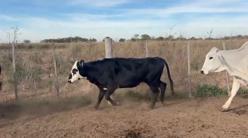 35 Vacas de invernada