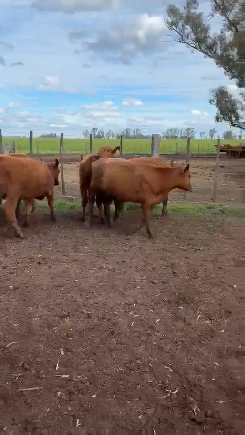 90 Terneros
