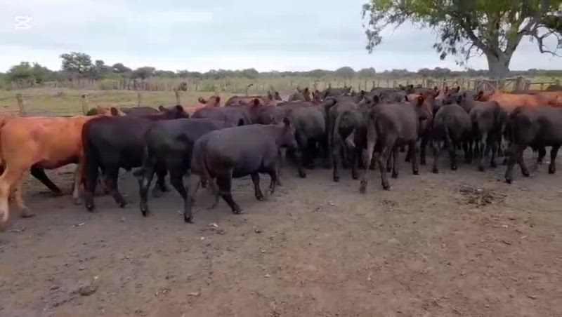 120 Terneros y Terneras