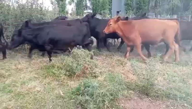 90 Terneros y Terneras