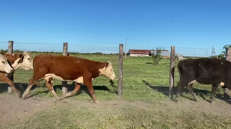 80 Vacas de invernada