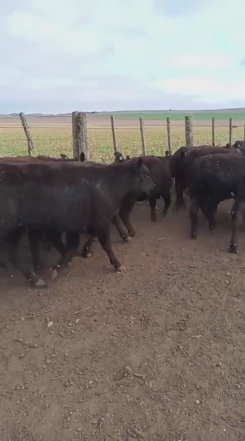 75 Terneras