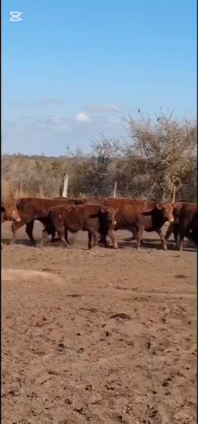 65 Terneros y Terneras