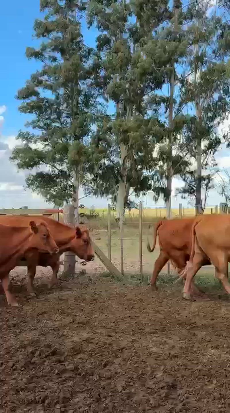 80 Vacas CUT Preñadas
