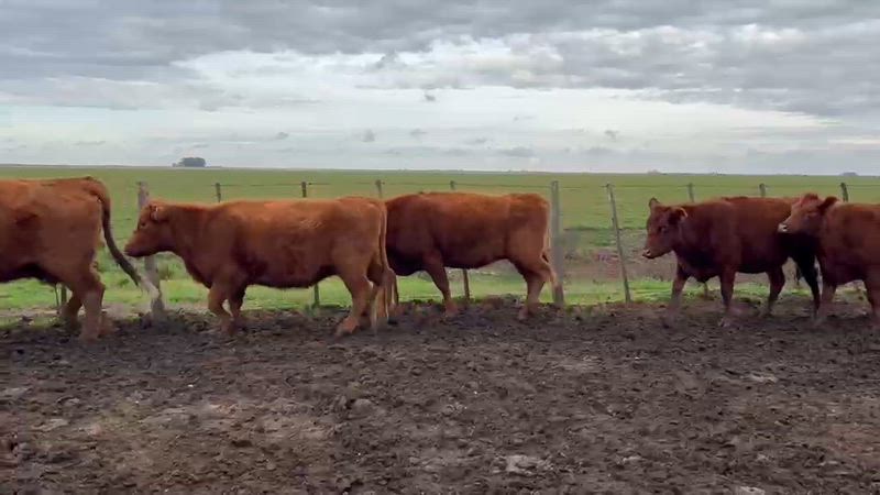 125 Vacas preñadas