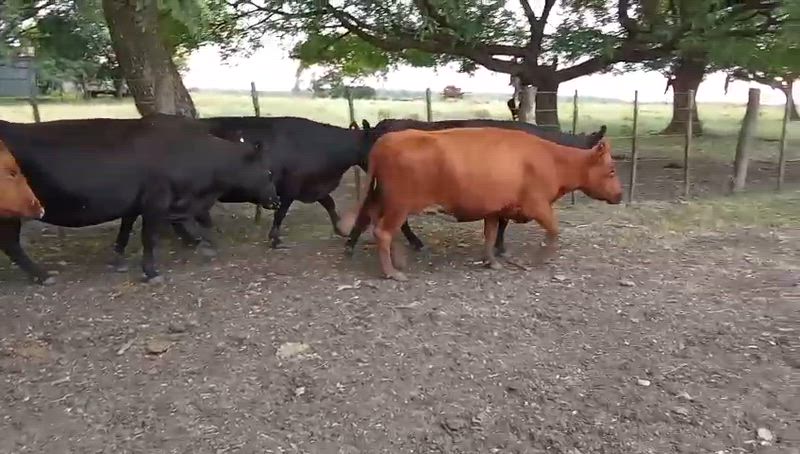 55 Vacas CUT Preñadas