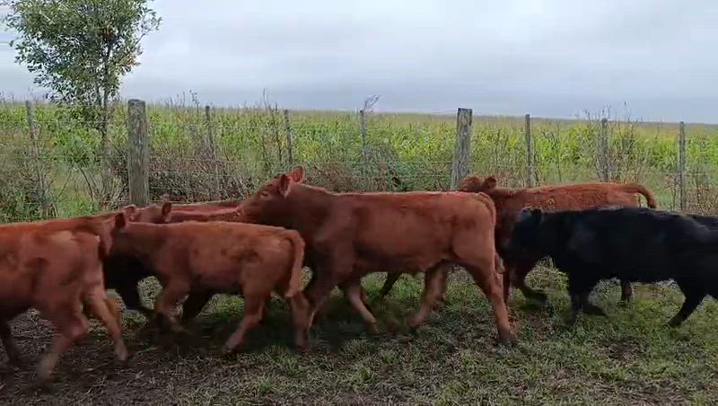 50 Terneros y Terneras