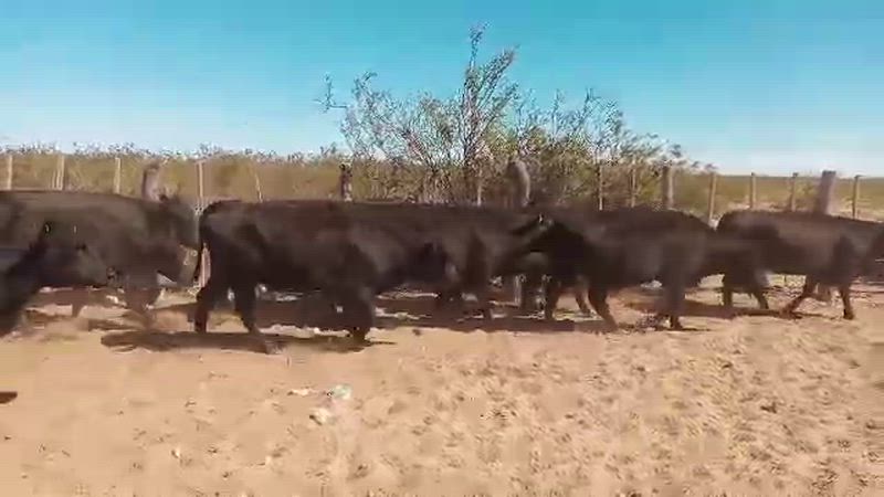 35 Vacas preñadas