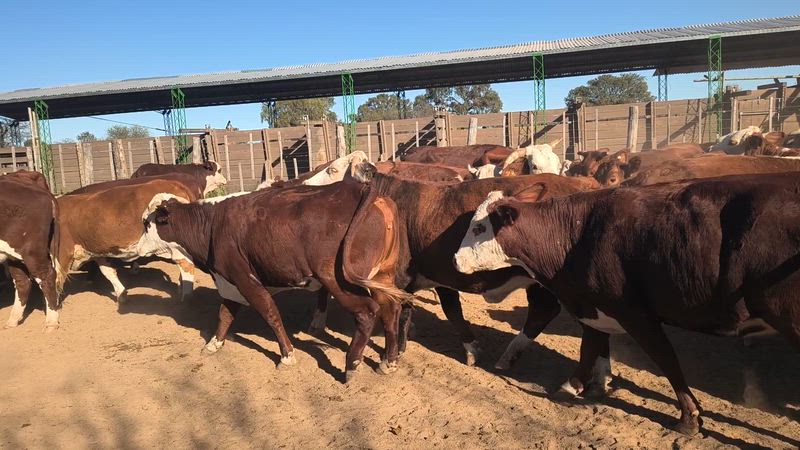 70 Vacas de invernada