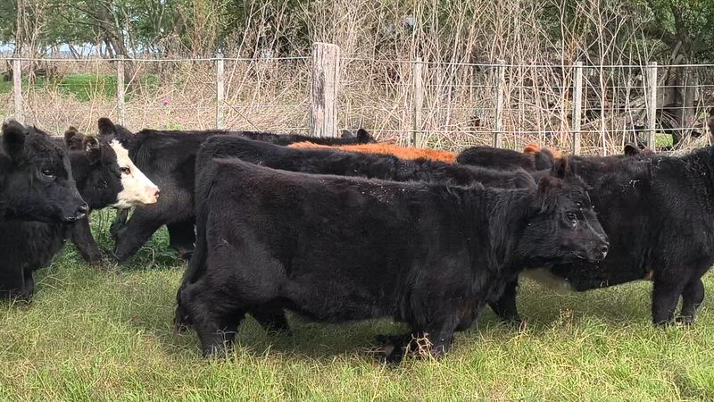 60 Terneros y Terneras