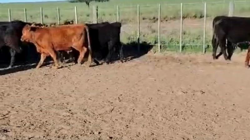 120 Terneros y Terneras