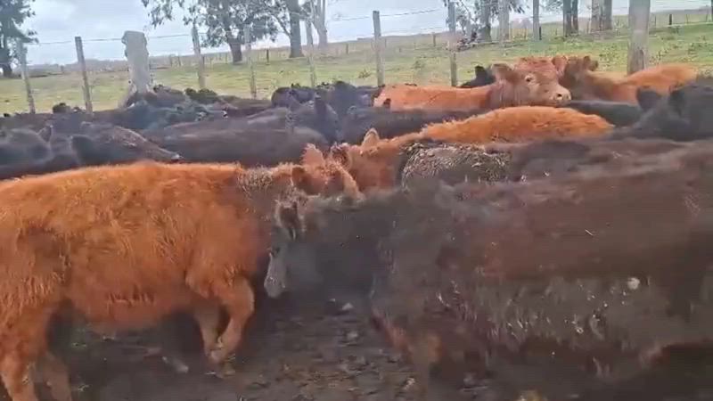 70 Terneros y Terneras