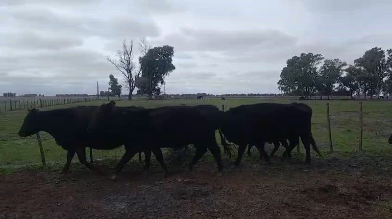 25 Vacas con cría