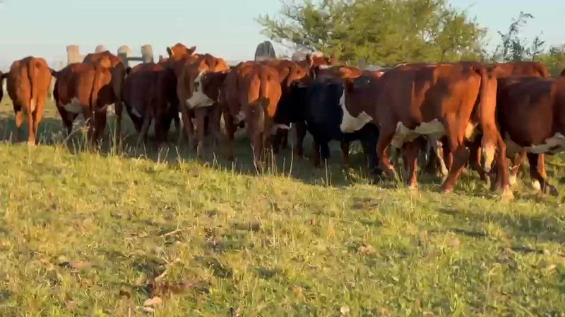 45 Vacas CUT Preñadas