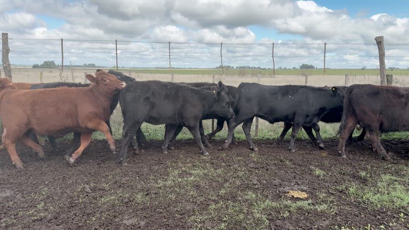 65 Terneros y Terneras