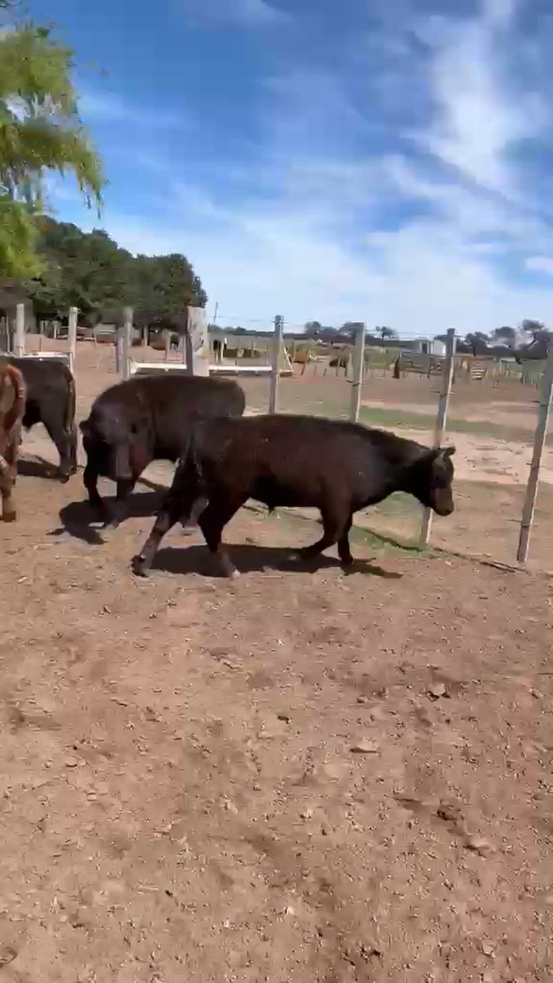 70 Terneros y Terneras